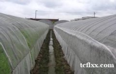 防虫网厂家供应大棚防虫网蔬菜防虫网质量好